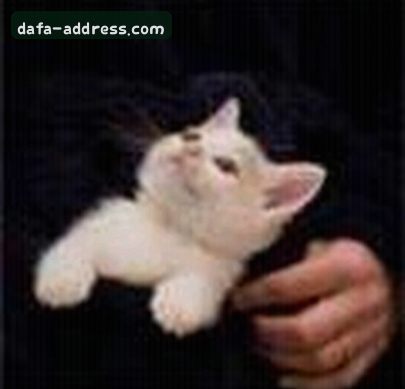 王磊
